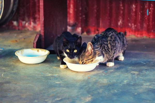 Chats en train de manger