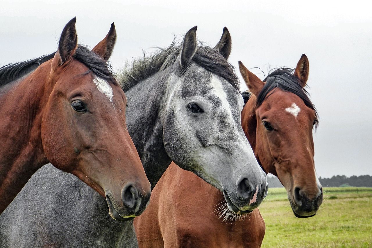 comment transporter un cheval