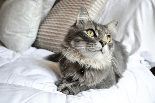 nourriture chat