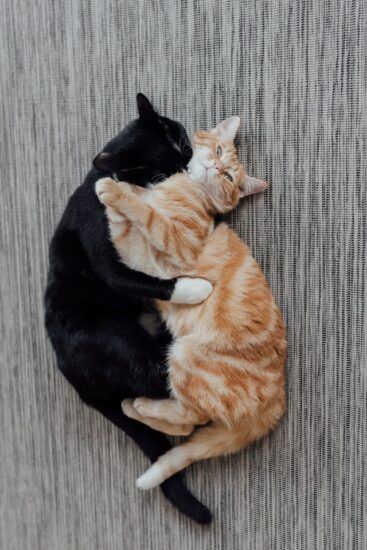 pets