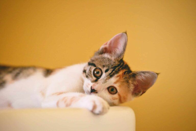 répulsif chat efficace