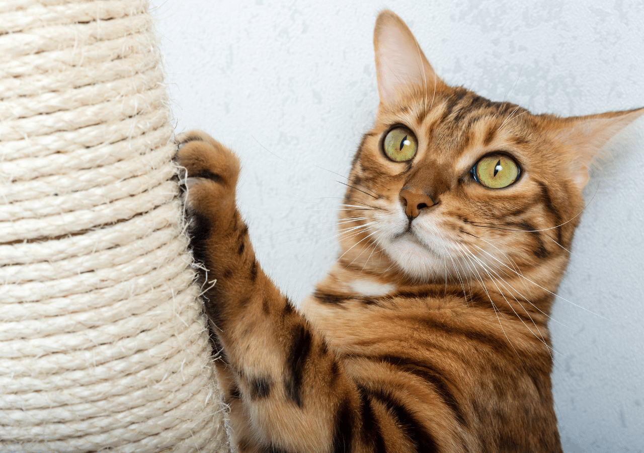 Griffoir Pour Chat FUKUMARU - Poste à Griffer, Détente Et Observation - Design Simple Et Fonctionnel