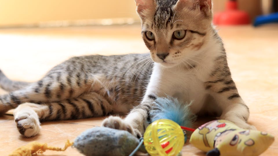 Accessoires orthopédiques pour soulager votre chat 3