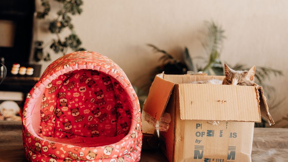 Objets déco indispensables pour les amoureux des chats 2