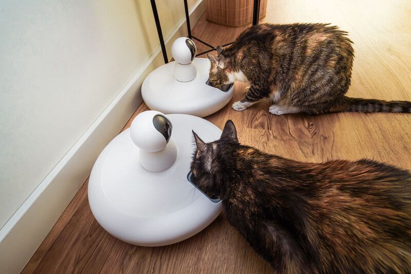 alimentation des chats