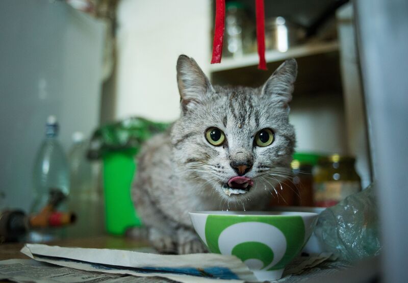 un chat qui mange